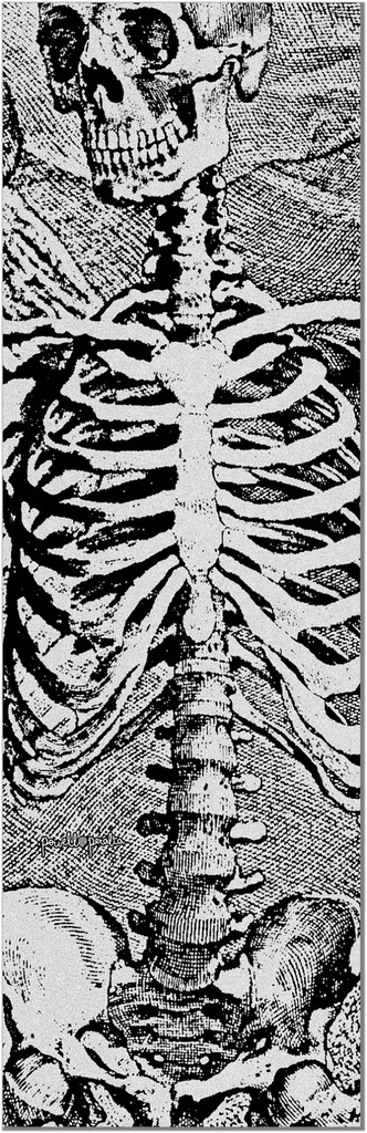 POWELL PERALTA  10.5" X 33" SAS SKELETON CLEAR SHEET