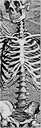 POWELL PERALTA  10.5" X 33" SAS SKELETON CLEAR SHEET