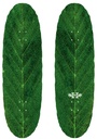 HABITAT TEAM LEAFLINE EGG SHAPED DECK 9.00